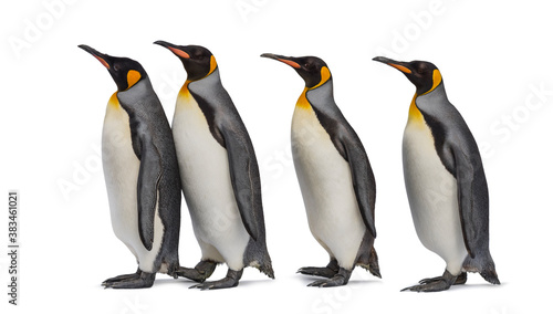 Colony of king penguins together  isolated on white