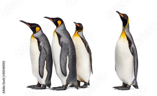 Colony of king penguins together  isolated on white