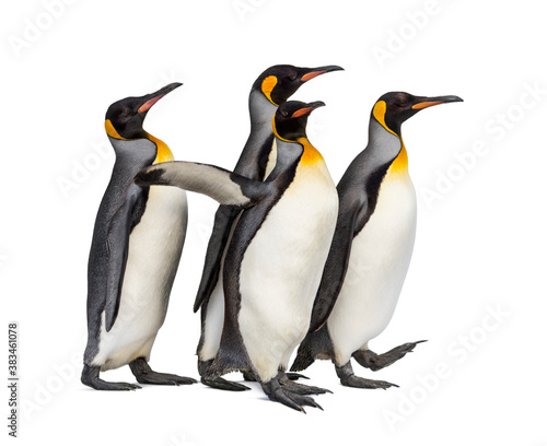 Colony of king penguins together  isolated on white