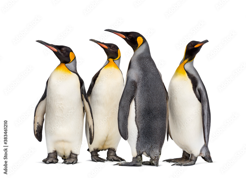 Fototapeta premium Colony of king penguins together, isolated on white