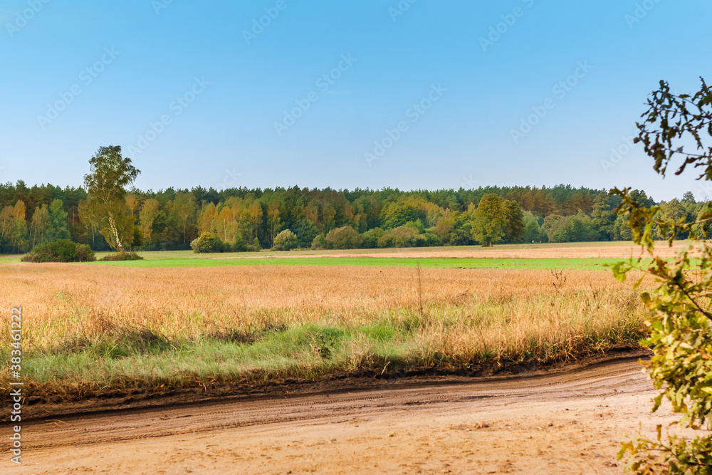 Fototapeta premium A field landscape with a forest in the background.