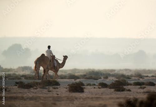 A person riding and travelling with camels in the desert of Bahrain