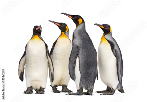 Colony of king penguins together, isolated on white