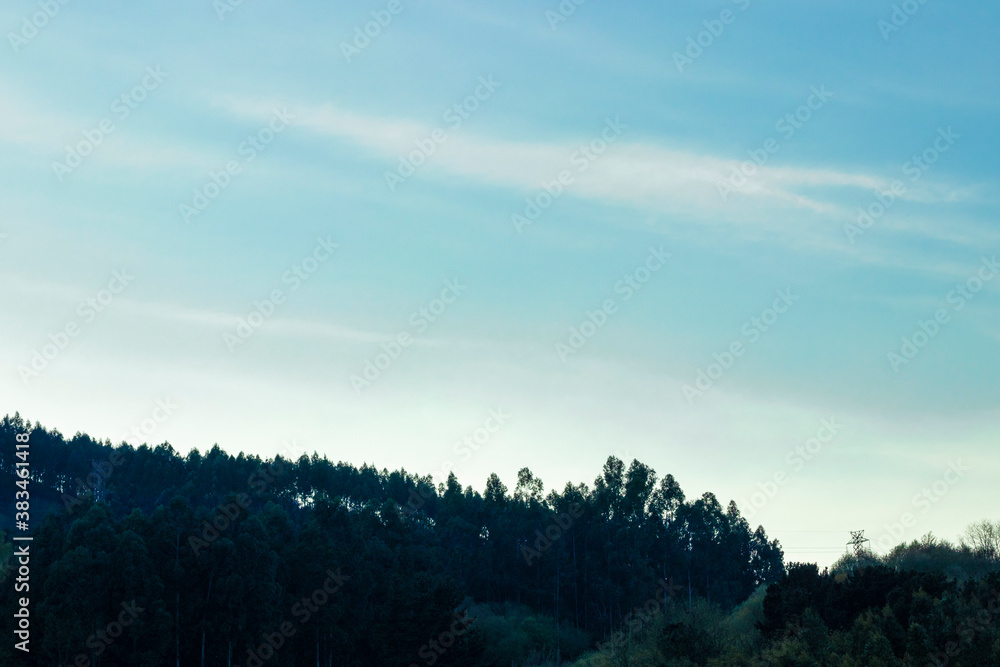 Fototapeta premium forest at sunset in the mountains