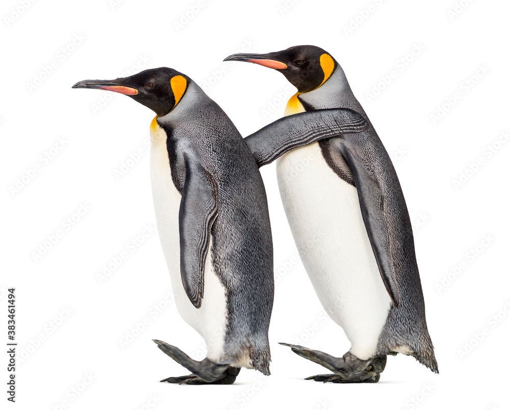 Naklejka premium side view of Two King penguin walking together, isolated