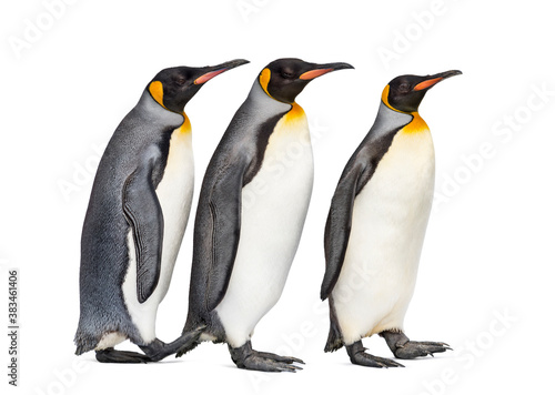 Group of King penguin standing together  isolated on white