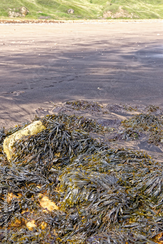 Close up of seaweed covering rocks