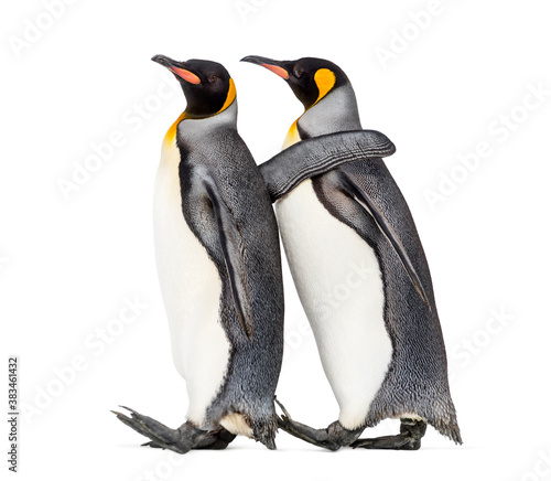 side view of Two King penguin walking together, isolated