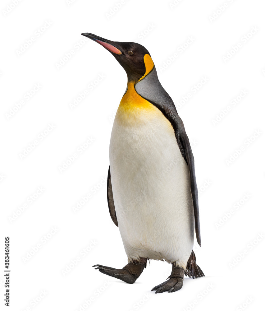 Fototapeta premium Walking King penguin isolated on white