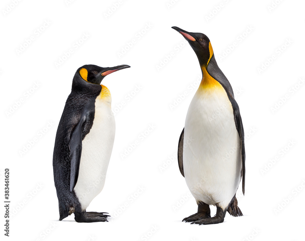 Fototapeta premium Two King penguin facing each other, isolated on white