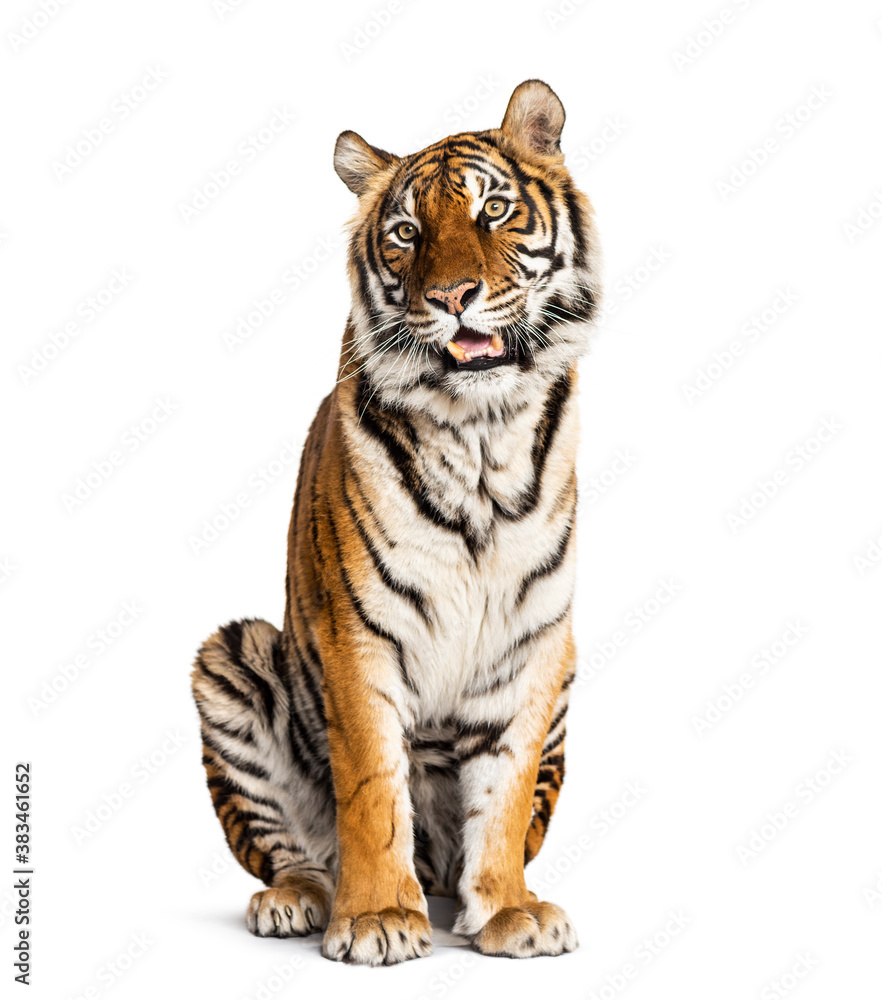 Fototapeta premium sitting and panting Tiger isolated on white