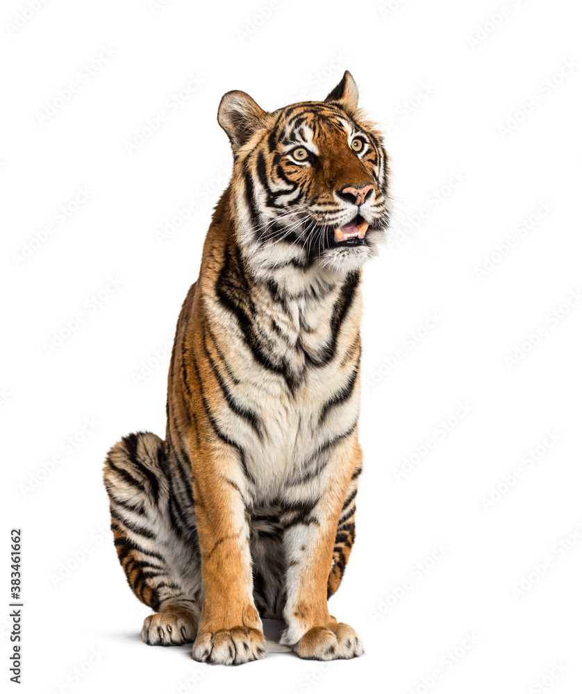 Fototapeta premium sitting and panting Tiger isolated on white