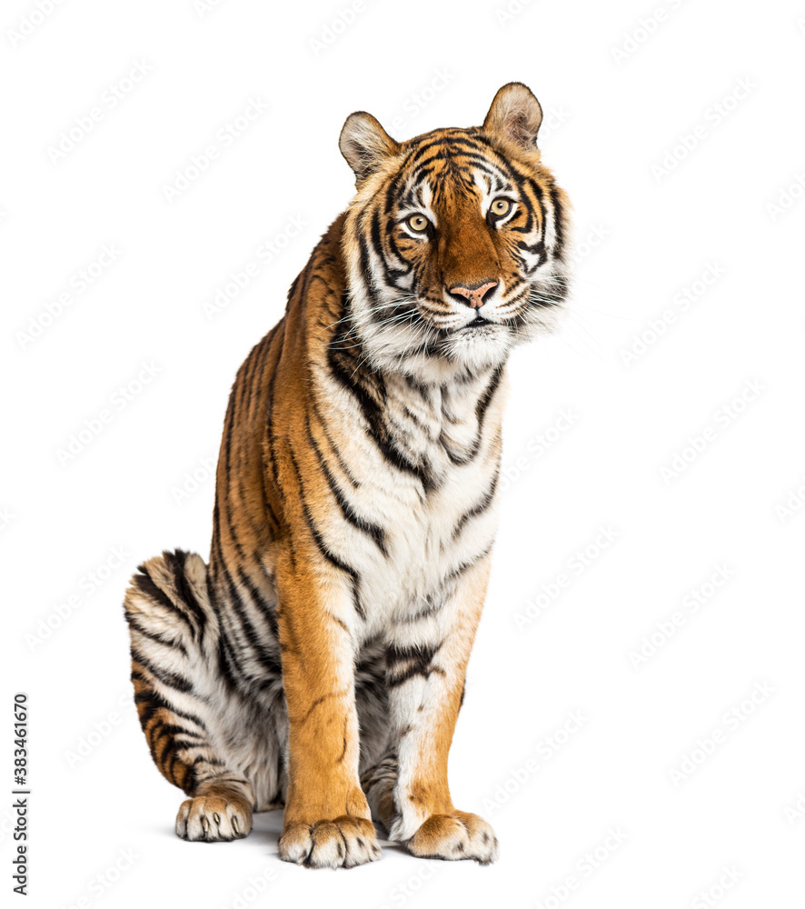 Obraz premium sitting Tiger isolated on white
