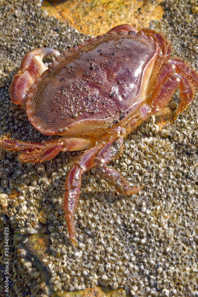 Sea Crab at low tide on the Durham Heritage Coast Sea Crab at low tide on the Durham Heritage Coast