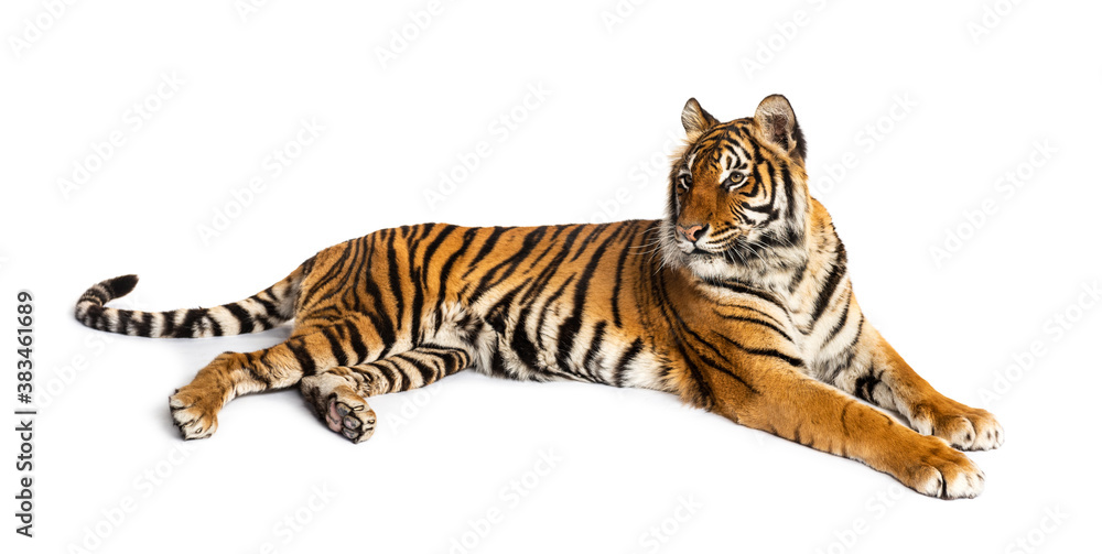 Obraz premium Tiger lying down isolated on white
