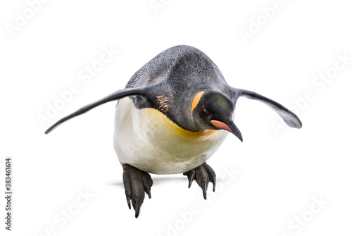 King penguin jumping for diving, isolated