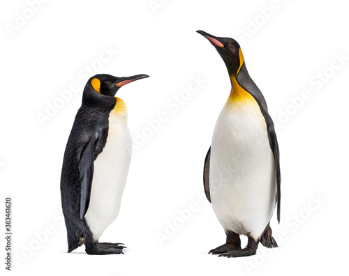 Two King penguin facing each other, isolated on white