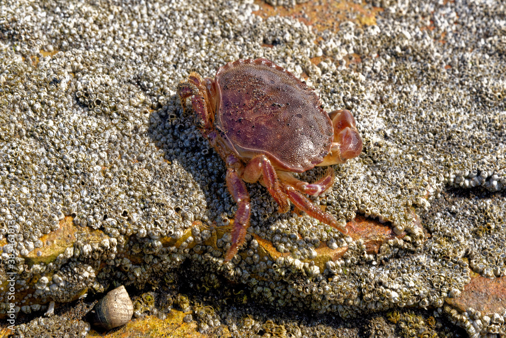 Sea Crab at low tide on the Durham Heritage Coast Sea Crab at low tide on the Durham Heritage Coast