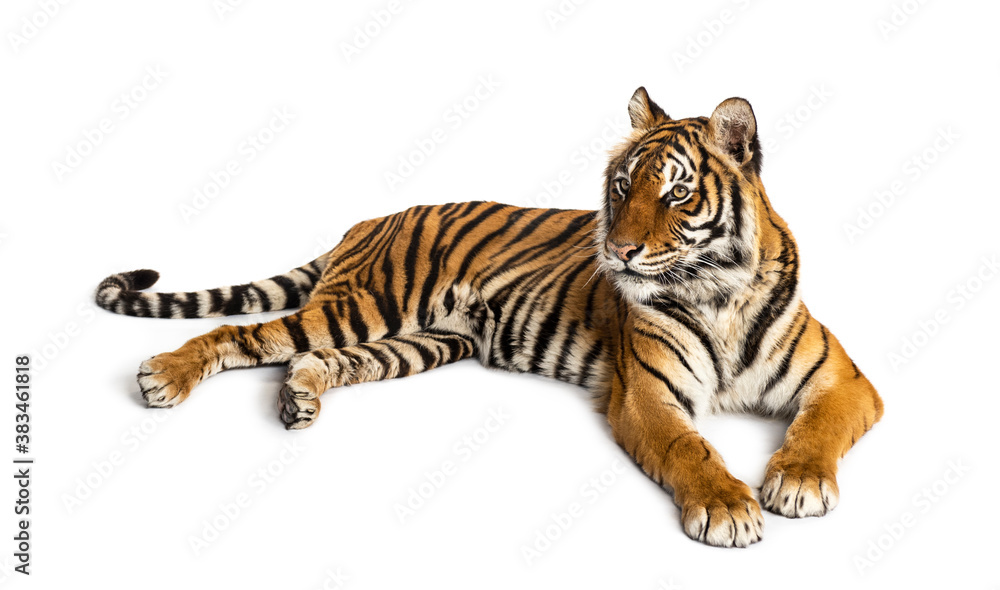 Fototapeta premium Tiger lying down isolated on white