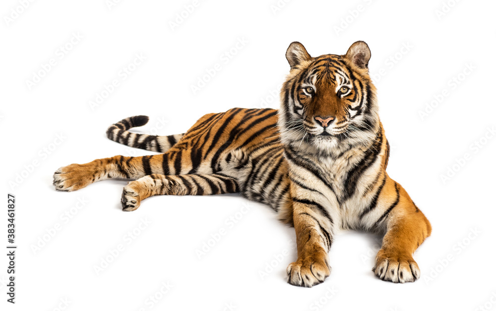 Obraz premium Tiger lying down isolated on white