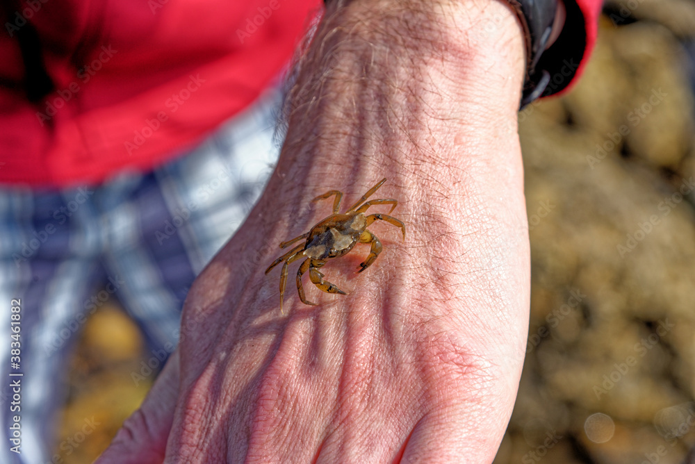 Obraz premium Sea Crab at low tide on the Durham Heritage Coast