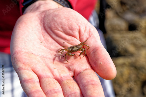 Sea Crab at low tide on the Durham Heritage Coast