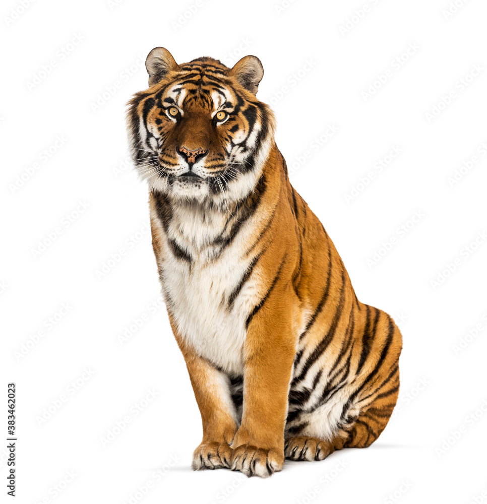 Obraz premium Tiger sitting staring at he camera, isolated on white