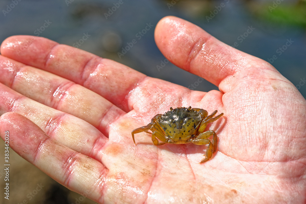 Sea Crab at low tide on the Durham Heritage Coast