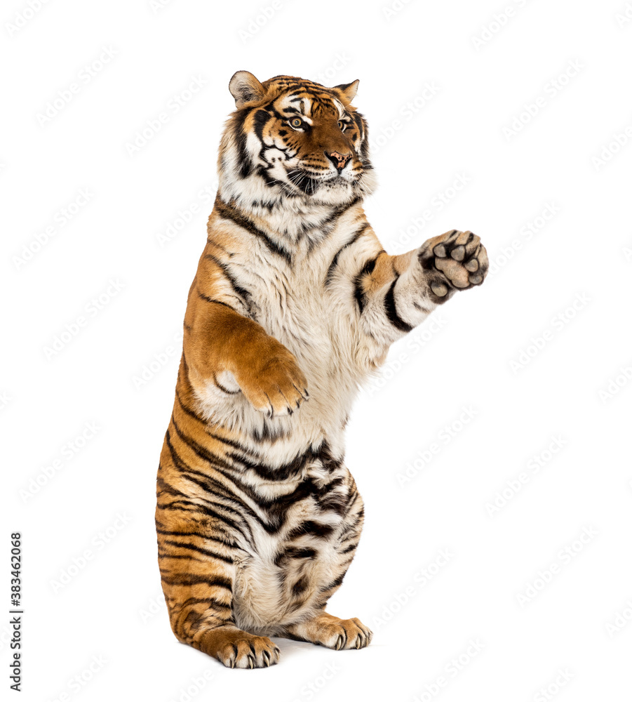 Fototapeta premium Tiger on hind legs, isolated on white