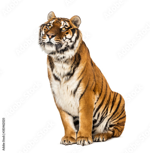 Tiger sitting looking up  isolated on white