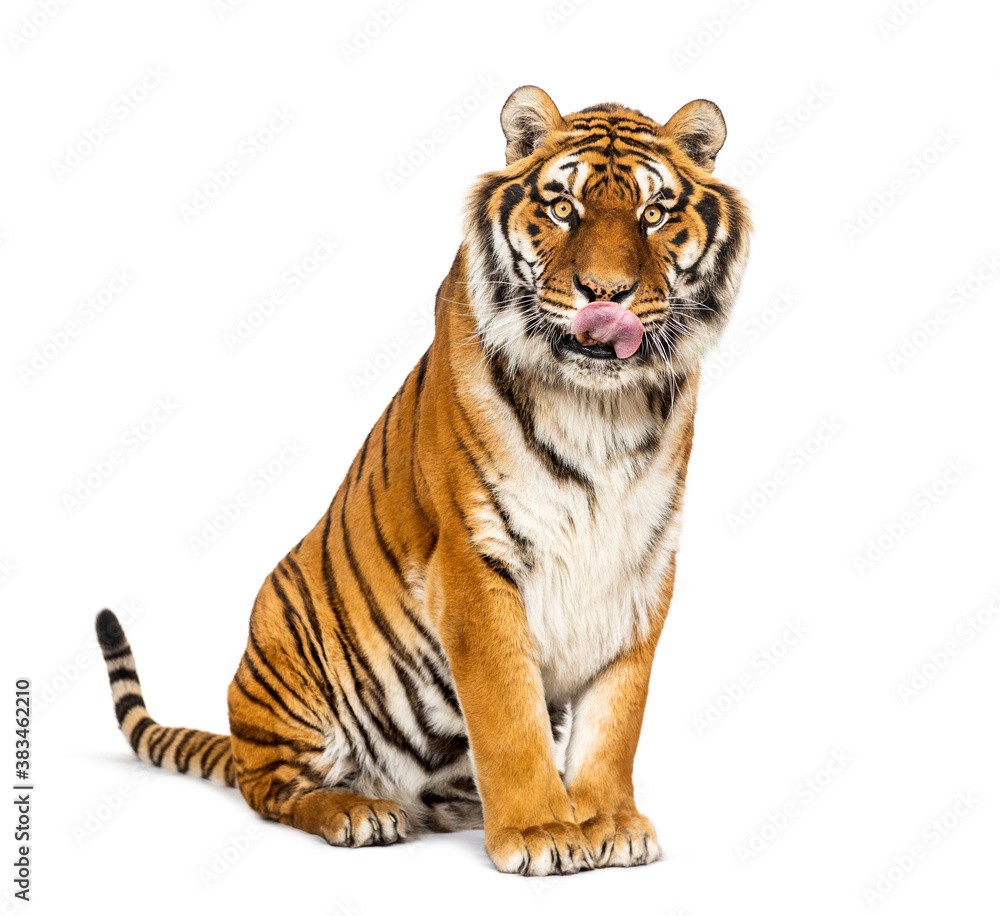 Fototapeta premium Tiger sitting and cleanning itself, isolated on white