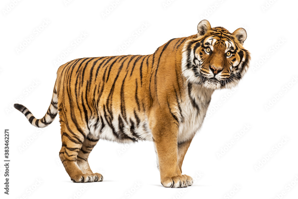 Side view, profile of a Tiger standing and looking at the camera, isolated on white
