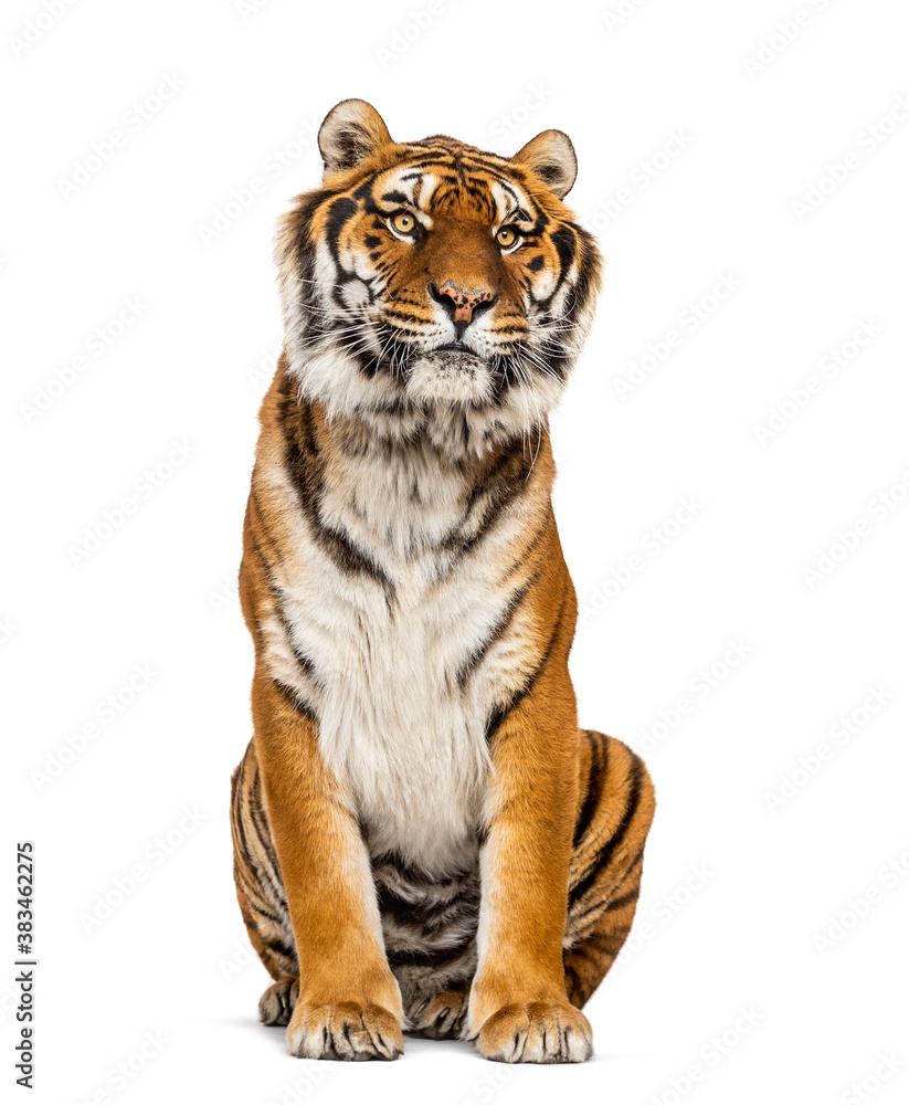 Obraz premium Tiger sitting, isolated on white