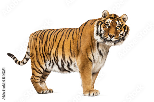 Side view  profile of a Tiger standing and looking at the camera  isolated on white