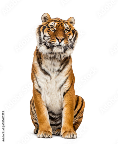 Fototapeta Naklejka Na Ścianę i Meble -  Tiger sitting, isolated on white