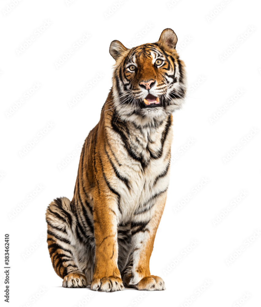 Fototapeta premium Tiger sitting, isolated on white