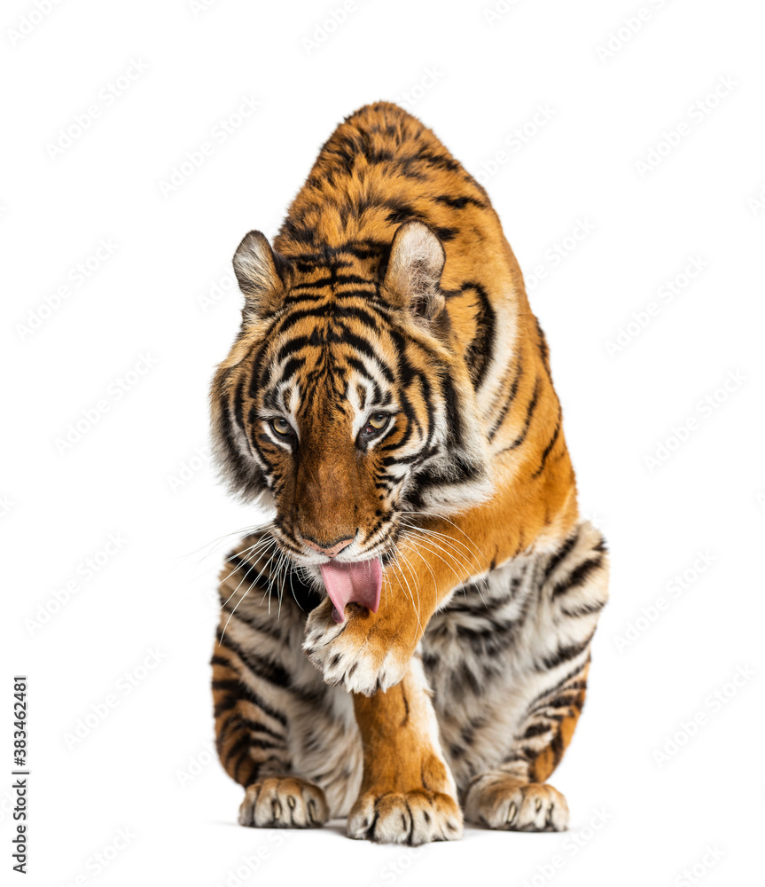 Obraz premium Tiger sitting and cleanning itself, isolated on white
