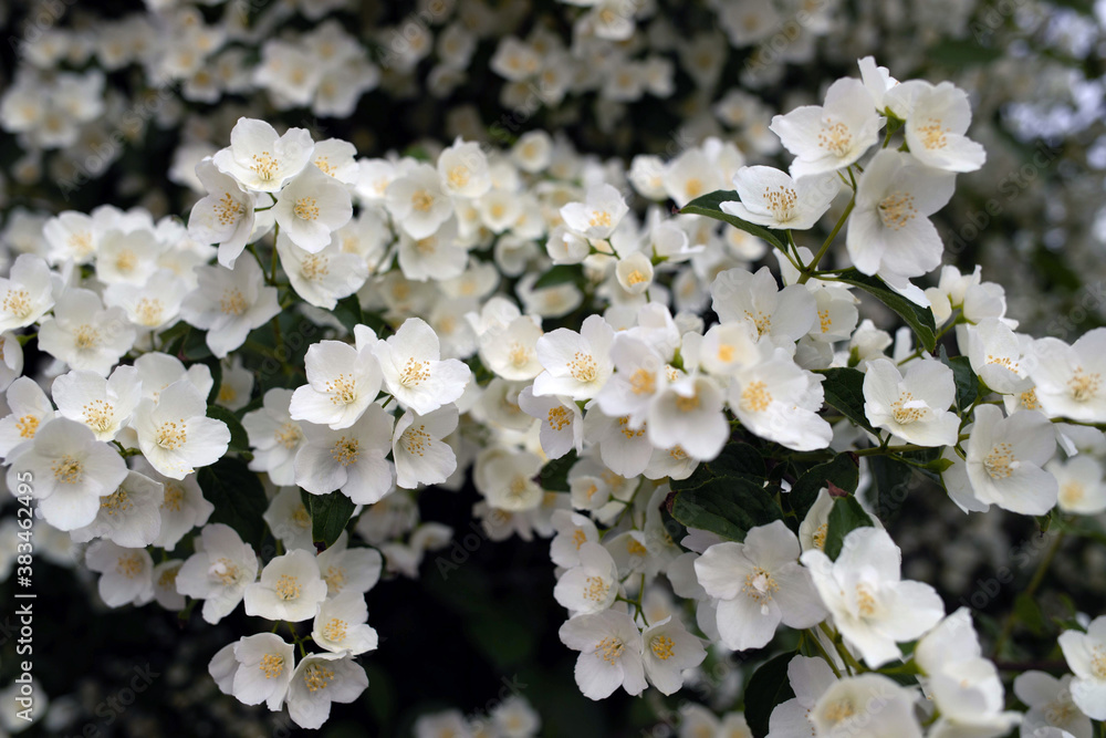 A delicate flower of Philadelphus. Yaroslavl. Beautiful summer day. A delicate flower of Philadelphus. Yaroslavl. Beautiful summer day.