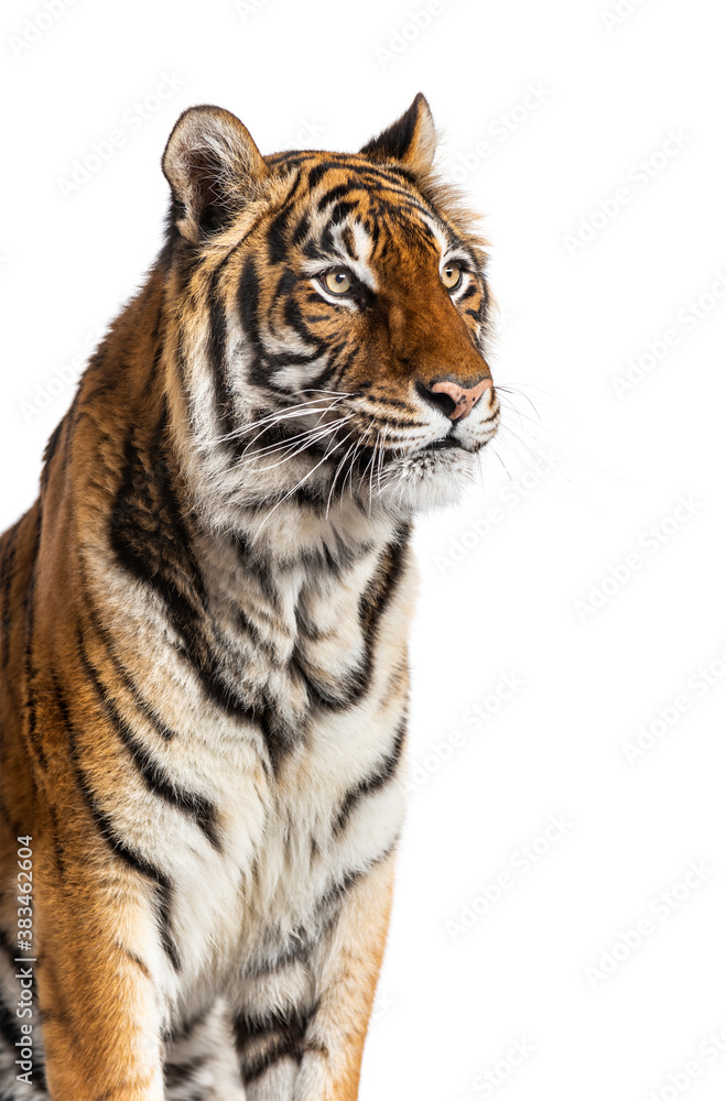 Obraz premium Close-up on a Tiger's head, isolated on white