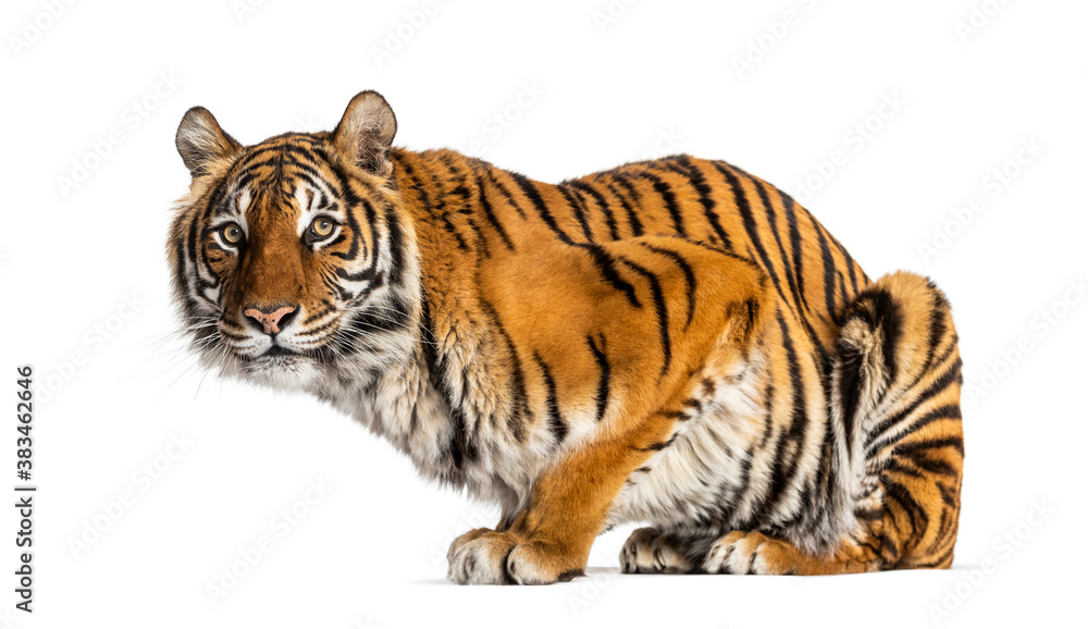 Obraz premium Tiger looking away, isolated on white