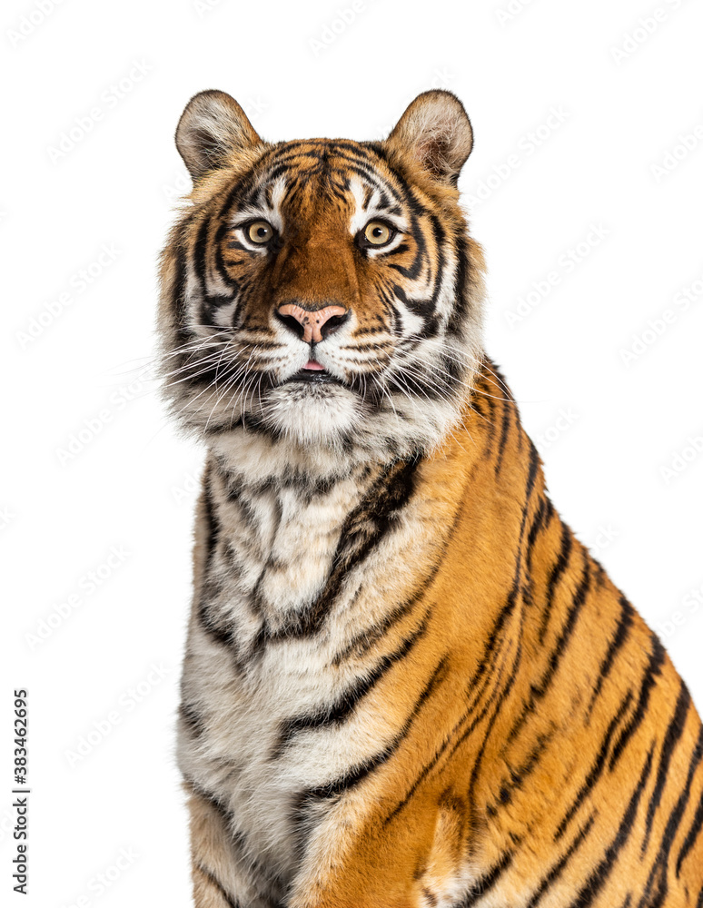 close-up on a Tiger's head, isolated