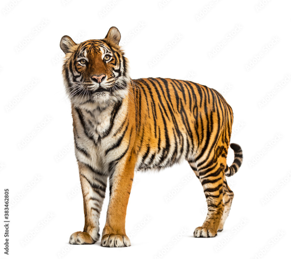 Side view, profile of a tiger standing, isolated on white