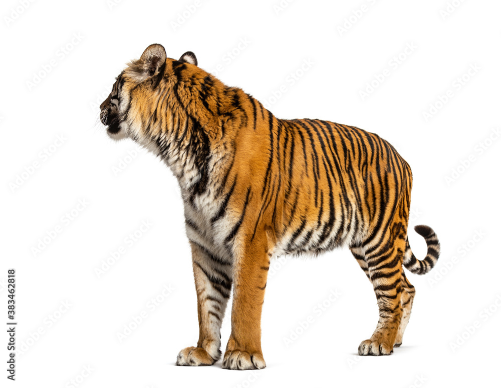 Fototapeta premium Tiger looking backwards, isolated on white
