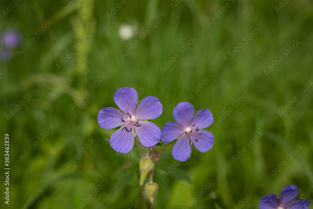 A delicate flower of Geranium pratense. Yaroslavl. Beautiful summer day. A delicate flower of Geranium pratense. Yaroslavl. Beautiful summer day.
