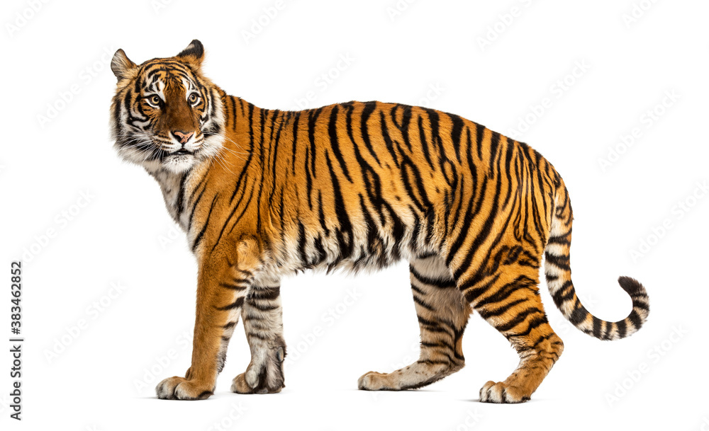 Side view, profile of a tiger standing, isolated on white