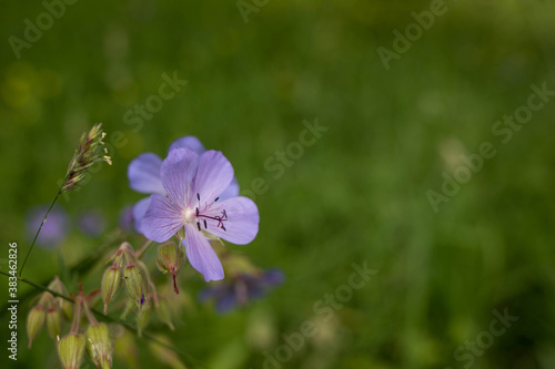 A delicate flower of Geranium pratense. Yaroslavl. Beautiful summer day.