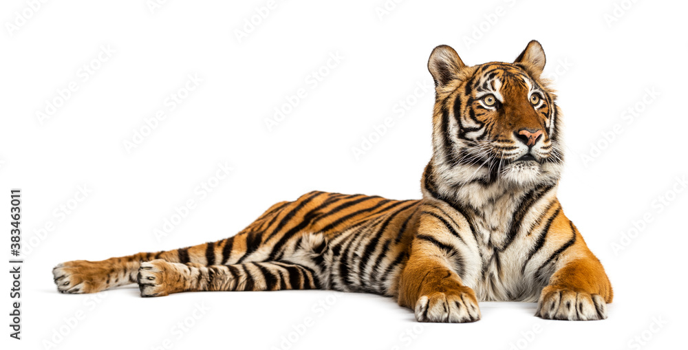 Obraz premium Tiger lying down isolated on white