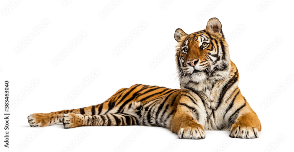 Obraz premium Tiger lying down isolated on white