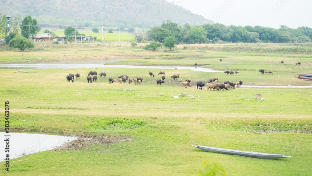 buffalos in the field