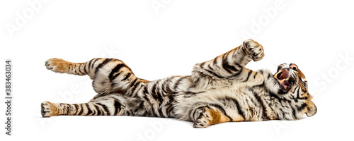 Tiger lying down on its back and showing his tooth, isolated on white